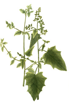 Atriplex foetida seu vulvaria, Stinkende Melde und Atriplex pes anserinus dictu, G&auml;nsemelde, Melden