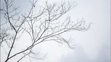 Obraz premium twig. Leafless tree branches against winter sky, clean silhouettes, natural patterns. lifestyle magazines, social media lookbooks, designed for influencer and brand collaborations, used by teachers.