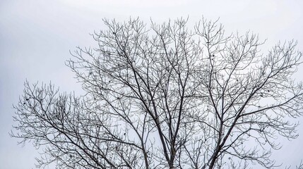 Obraz premium twig. Leafless tree branches against winter sky, clean silhouettes, natural patterns. lifestyle magazines, social media lookbooks, designed for influencer and brand collaborations, used by teachers.