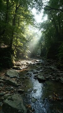 Sun Rays Through Forest Trees Over Rocky Stream Nature Footage