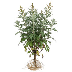 Mugwort Artemisia vulgaris plant with roots and flowers