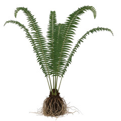 Deer Fern Blechnum spicant with fronds and visible roots