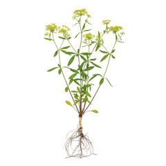 Chinese Thoroughwax Bupleurum chinense plant with roots