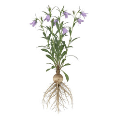 Rampion Bellflower Campanula rapunculus plant with roots