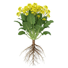 Black Mustard Brassica nigra plant with yellow flowers