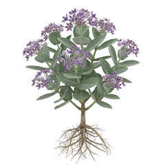 Apple of Sodom Calotropis procera plant with purple flowers