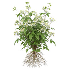 Clematis erecta climbing plant with small white flower clusters