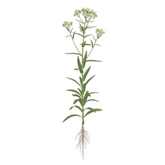 Horseweed Conyza canadensis plant with white clustered flowers