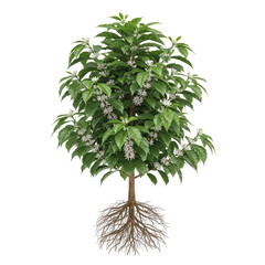 Coffee plant Coffea arabica with glossy leaves and white flowers