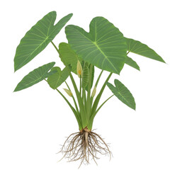 Colocasia esculenta plant with large heart shaped green leaves