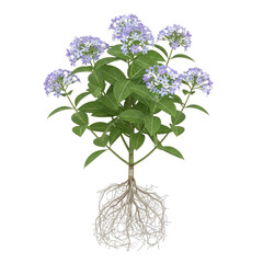 Blue Mistflower Conoclinium coelestinum with soft blue blooms