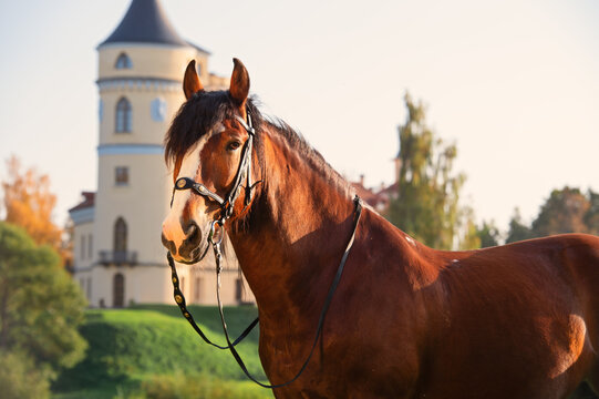 beautiful draft horse posing at castle background. Vladimir heavy draft breed