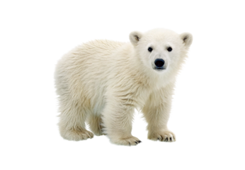 Young polar bear cub standing forward, isolated on a transparent background