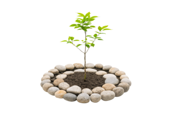 Young tree sapling in circular stone border, isolated on a transparent background