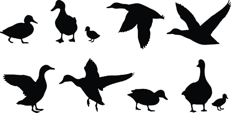 Silhouette collection of ducks and ducklings in various poses on white
