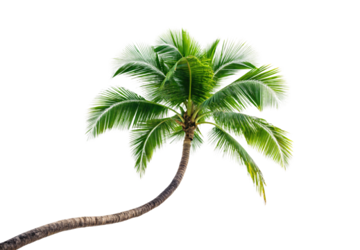 Tropical coconut palm tree with curved trunk and fronds, isolated on a transparent background