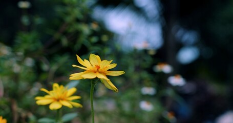 yellow daisy flowers catching morning light on slender stems, two sunny blossoms with soft blurred foliage