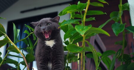 gray cat yawning among indoor plants showing tongue and teeth, surrounded by lush leaves near window, humorous