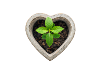 Small green seedling growing in heart-shaped concrete planter, isolated on a transparent background