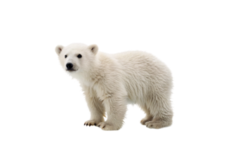 Young polar bear cub with white fluffy fur standing sideways, isolated on a transparent background