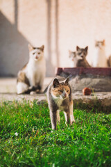 Mother cat with kittens 