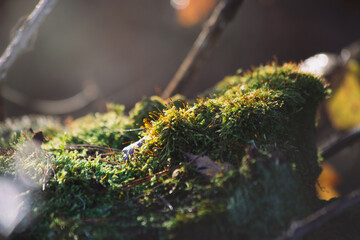 Close-up photo of forest moss on a law