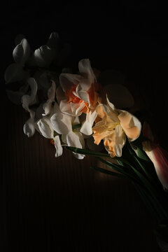 Narcissus in dark background light up with natural light