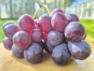 fresh pink grapes with water droplets visible on them. healthy eating concept