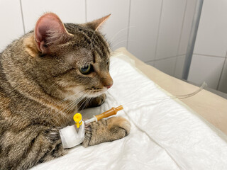 Close-up image of a cat undergoing IV treatment at a veterinary clinic. The animal rests calmly with a cannula in its paw, illustrating professional pet healthcare, hydration therapy and medical suppo