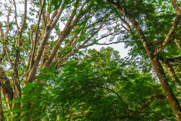Fototapeta premium Beautiful morning view indonesia Panorama Landscape paddy fields with beauty color and sky natural light