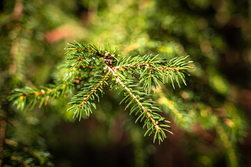 Close-up of spruce needles in sunlight, symbol of forest nature, often linked with hunting and Christmas themes.