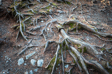 Exposed tree roots on a forest trail, creating a natural texture pattern in the High Tatras woodland.