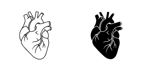 Anatomical heart illustration showing the organ in black and white isolated on