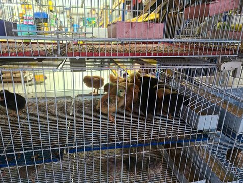 Com&eacute;rcio de animais: Aves vivas em gaiolas em loja agropecu&aacute;ria em 2025