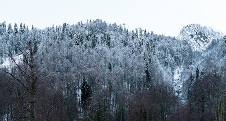 Snow-covered mountains with evergreen trees. The landscape features a serene winter scene, showcasing the beauty of nature in a cold climate