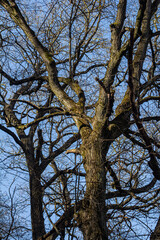 Fototapeta premium Majestic bare branches reaching skyward in winter sunlight against a clear blue sky