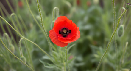 Remembrance Day poppy displayed with blurred green foliage, a symbol honoring veterans. Remembrance Day is commemorated with such poignant symbols, especially with this vivid flower,