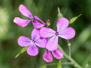 Honesty flowers bloomed in spring