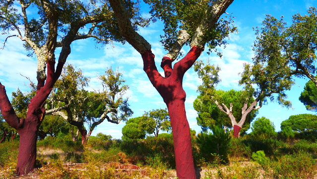 cork oak, Quercus suber, with red trunks, freshly peeled 1004