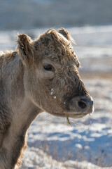 Cow head shot in the snow