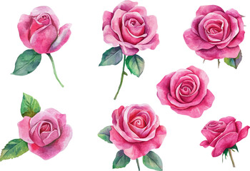 set of roses isolated on white