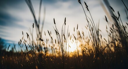 Golden hour sunlight through tall grasses