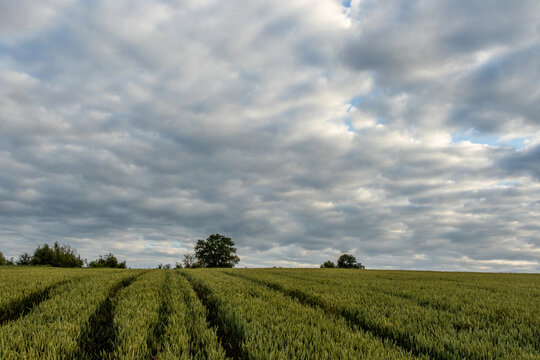 Vast green field under a cloudy sky with a lone tree in the distance during late afternoon hours
