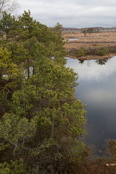 reflection in swamp