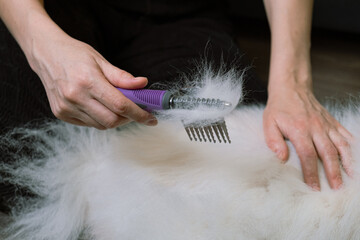 Close-up of hands using a specialized rake to remove large amounts of loose undercoat fur from a long-haired white dog, illustrating shedding control and professional grooming tools