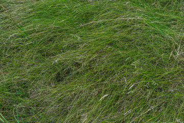 Vibrant green grass sways gently in the wind on a warm sunny day in a rural field during late spring