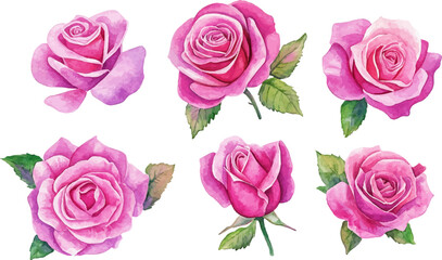 set of roses vector illustration