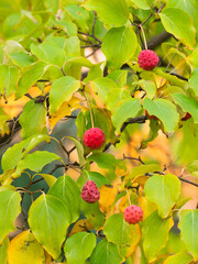 Mehrere rote Fr&uuml;chte h&auml;ngen an den kleinen Zweigen des Chinesischen Bl&uuml;ten-Hartriegels (Cornus kousa var. chinensis).