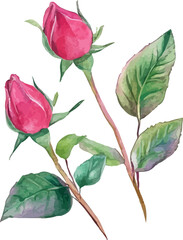 pink rose isolated on white