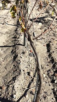 Riego por goteo de vi&ntilde;edos en oto&ntilde;o